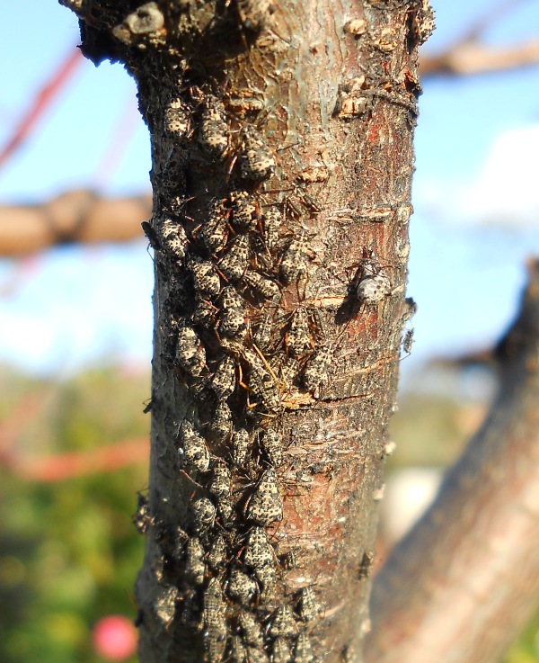 Tuberolachnus salignus (?) (Aphididae)